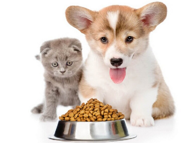 Thức ăn thu hút sự chú ý của chó mèo